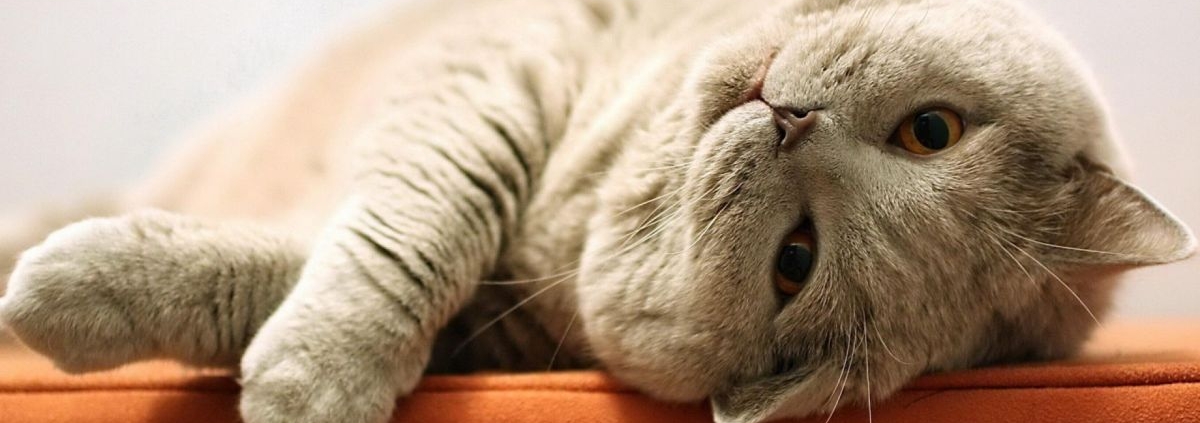 Как сделать постепенную (ленивую) загрузку изображений в WordPress? 1 ленивый-кот-4