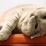 ленивый-кот-4