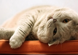 ленивый-кот-4