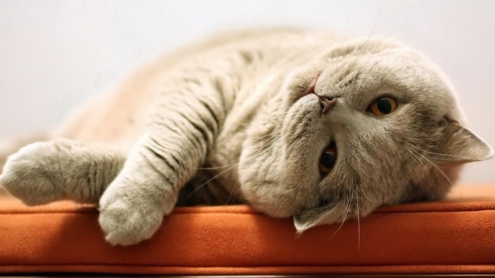 ленивый-кот-4