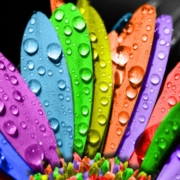 colorful_flower-wallpaper