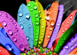 colorful_flower-wallpaper