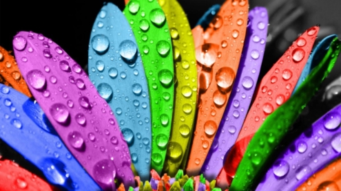 colorful_flower-wallpaper