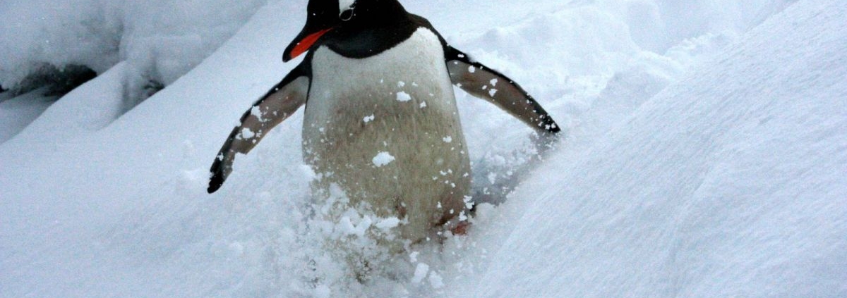 skiing-penguin