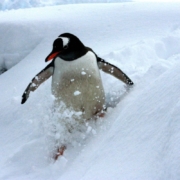 skiing-penguin