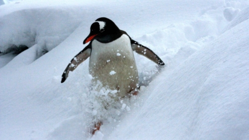 skiing-penguin