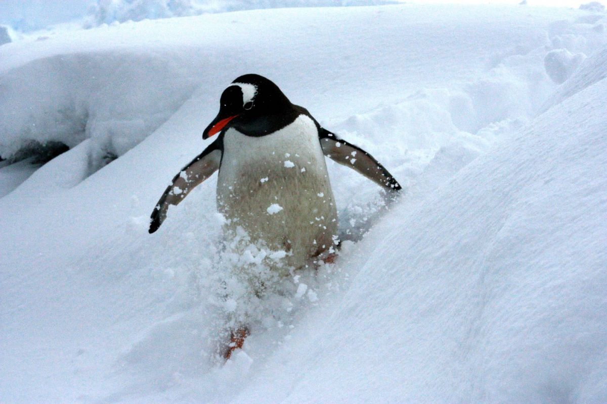 skiing-penguin
