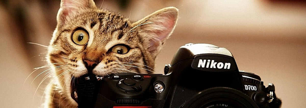 14221photograph-about-the-cat-holding-nikon-camera-crop1
