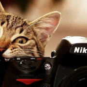 14221photograph-about-the-cat-holding-nikon-camera-crop1