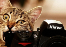 14221photograph-about-the-cat-holding-nikon-camera-crop1