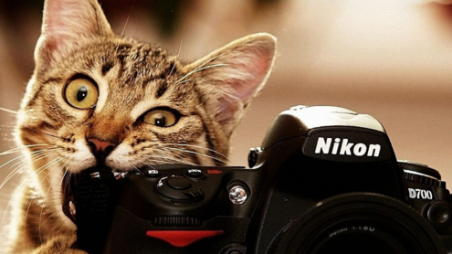 14221photograph-about-the-cat-holding-nikon-camera-crop1