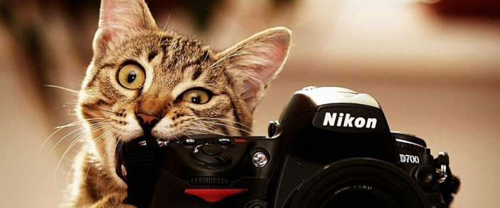 14221photograph-about-the-cat-holding-nikon-camera-crop1