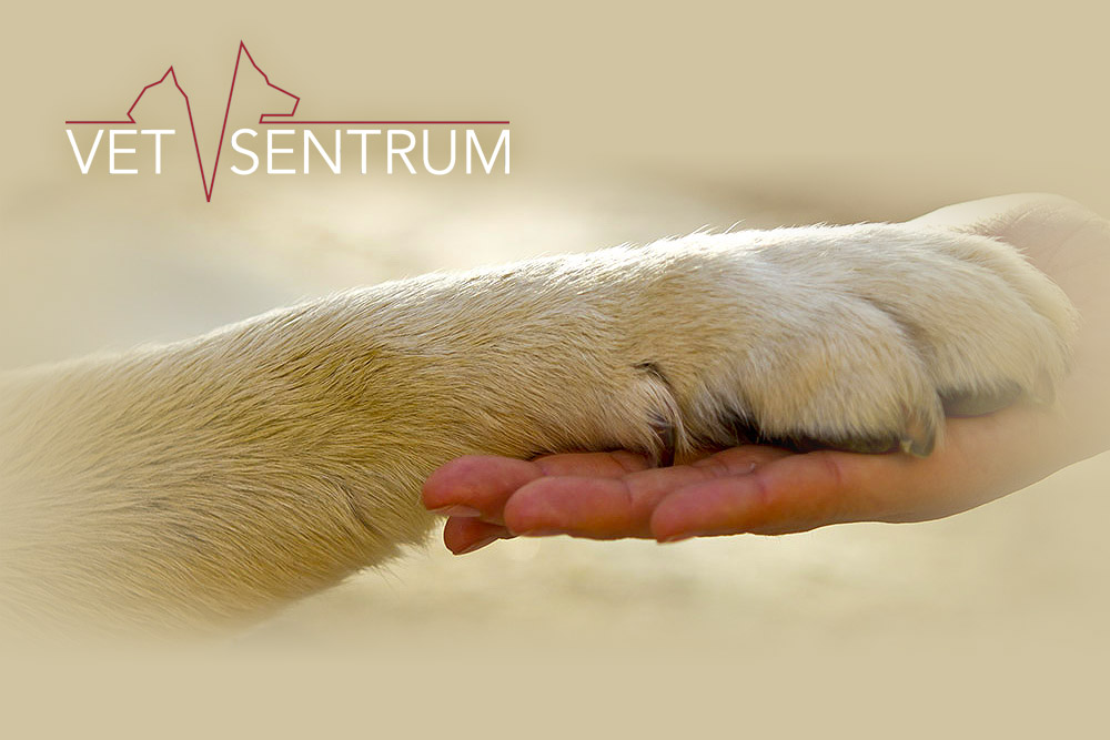 Vetsentrum